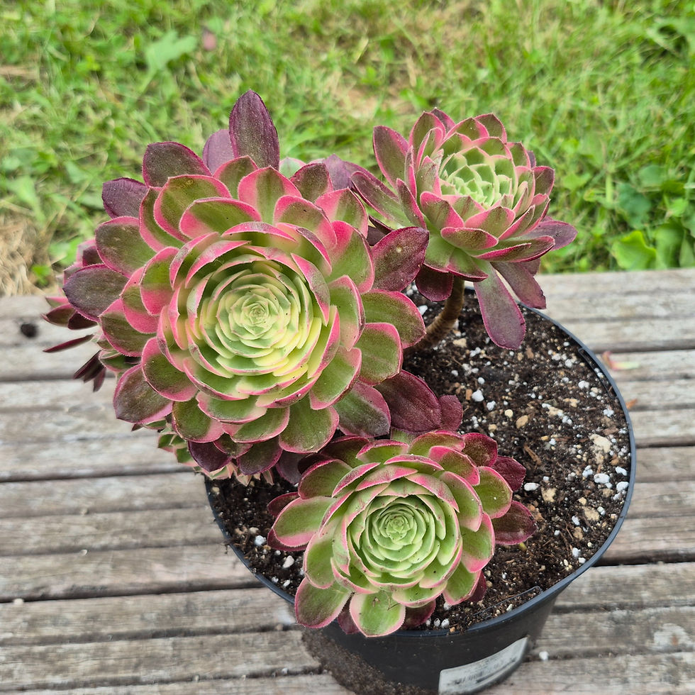 Miniature : Aeonium-Peacock feather