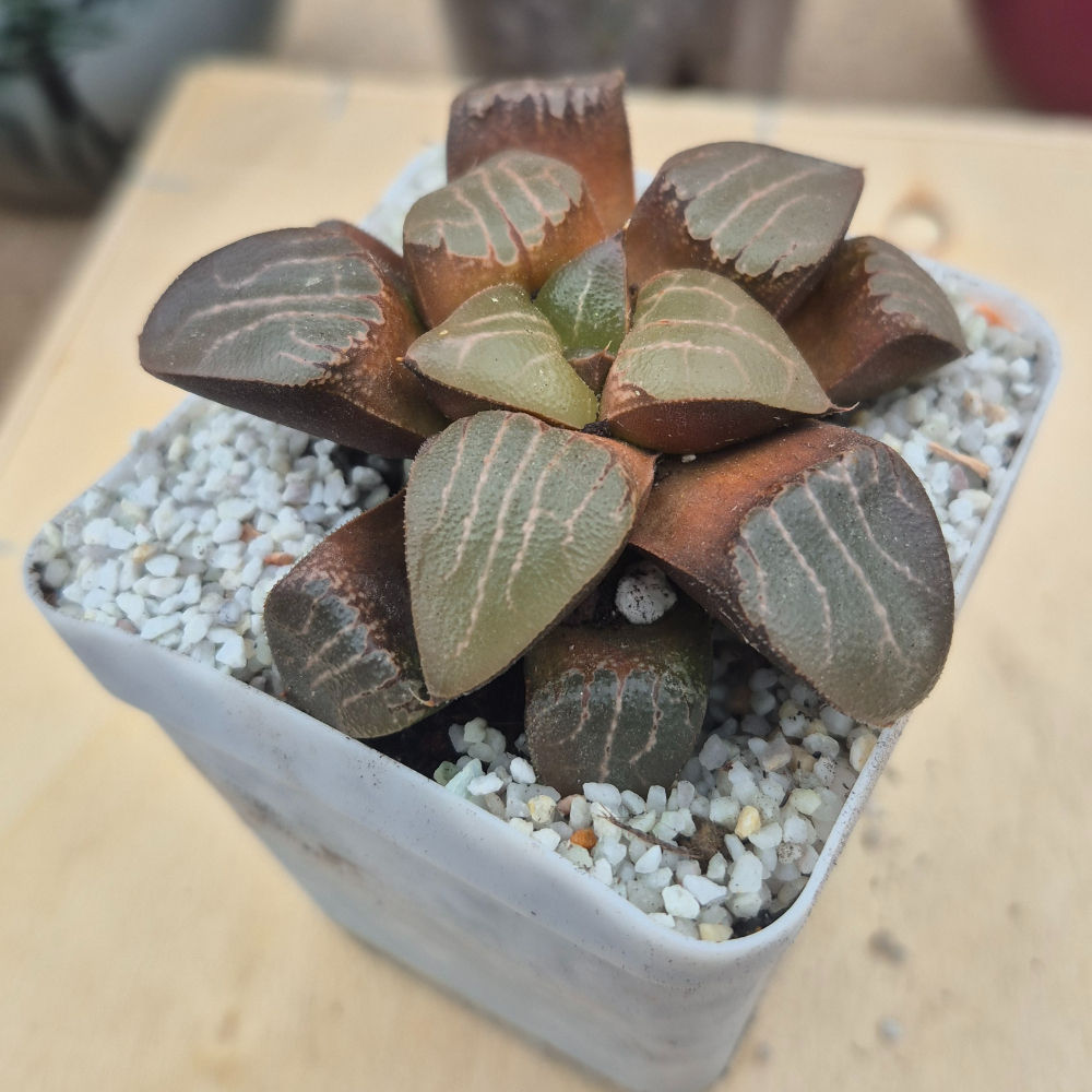 Haworthia SPP
