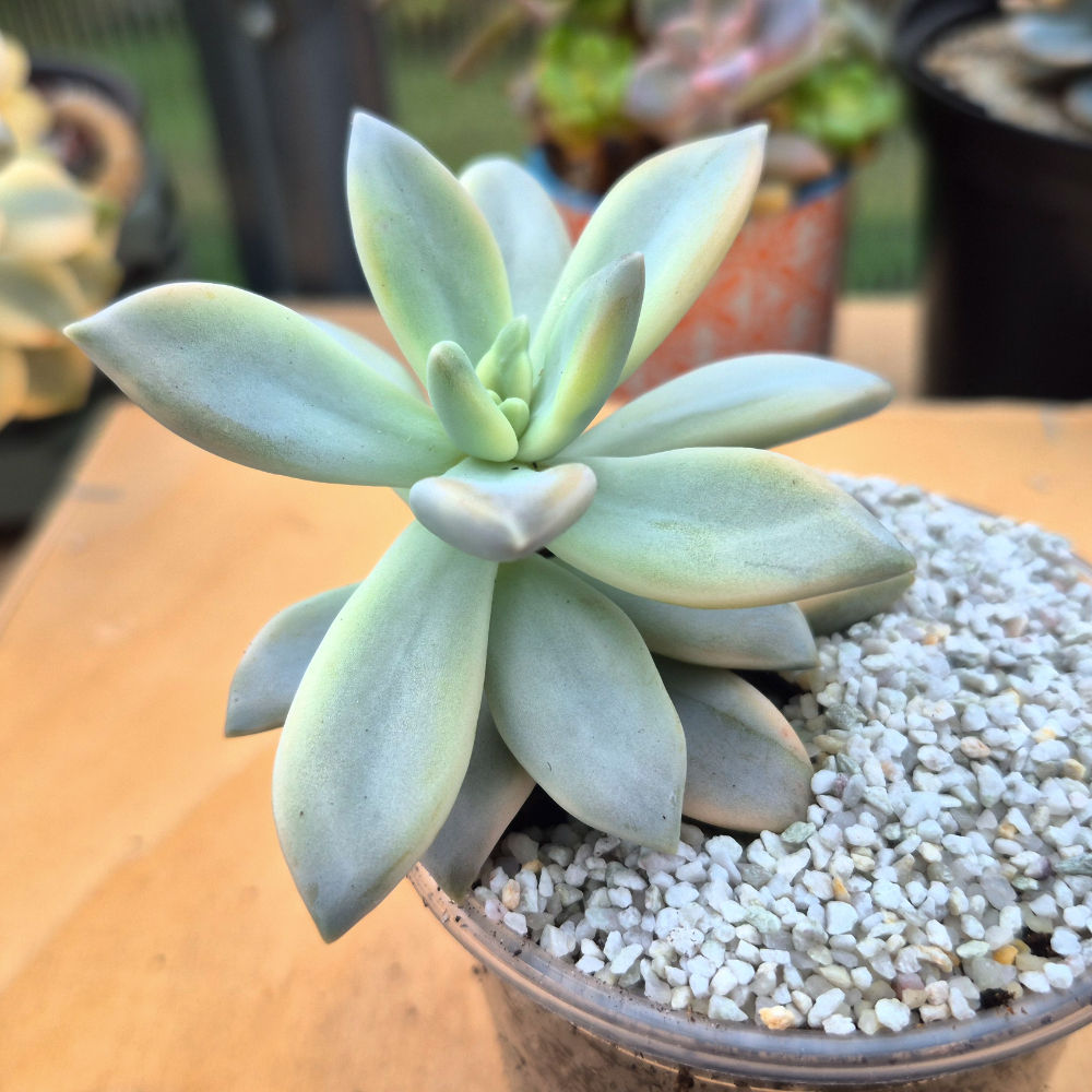 Graptopetalum - Paraguayensis 'Awayuki '