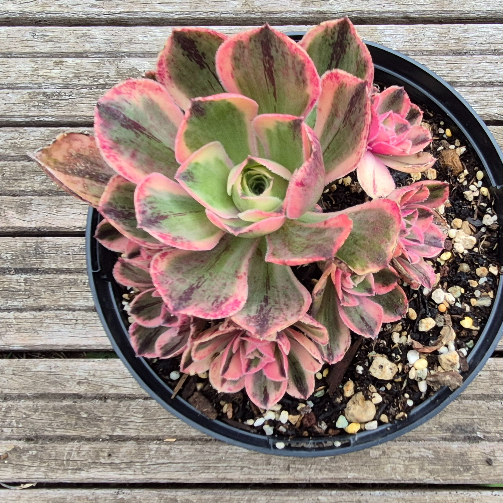 Aeonium-Marnier-Lapostolle Variegata
