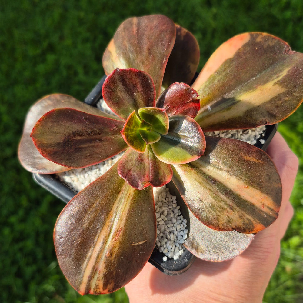 Echeveria-Prima Donna