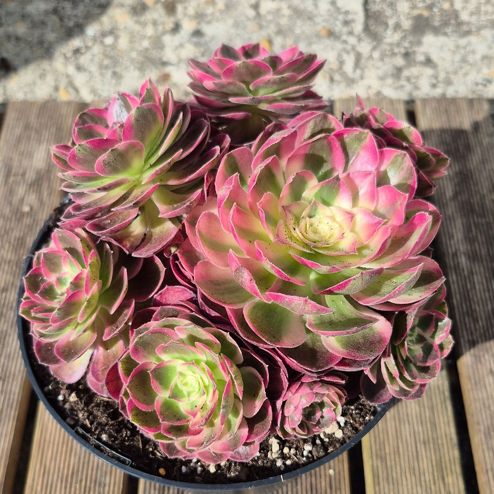Miniature : Aeonium-Berry