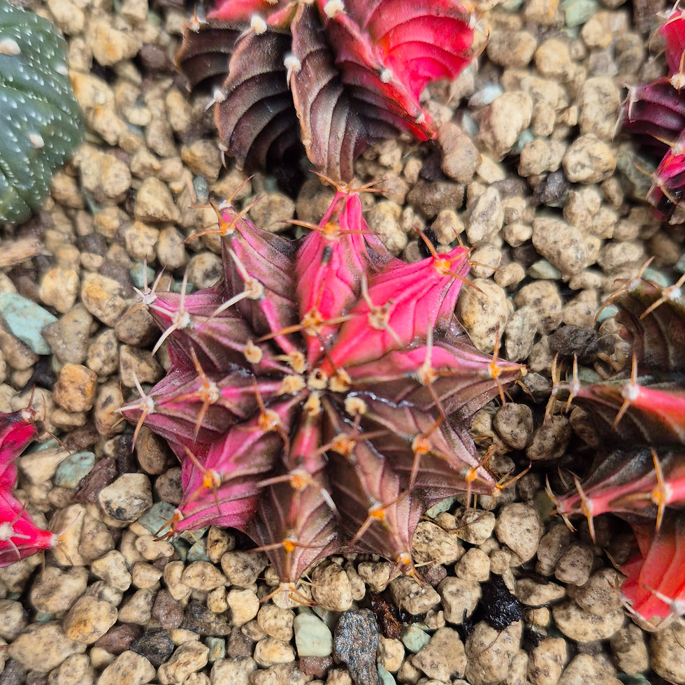 Miniature : Cactus Gymnocalycium Variegata