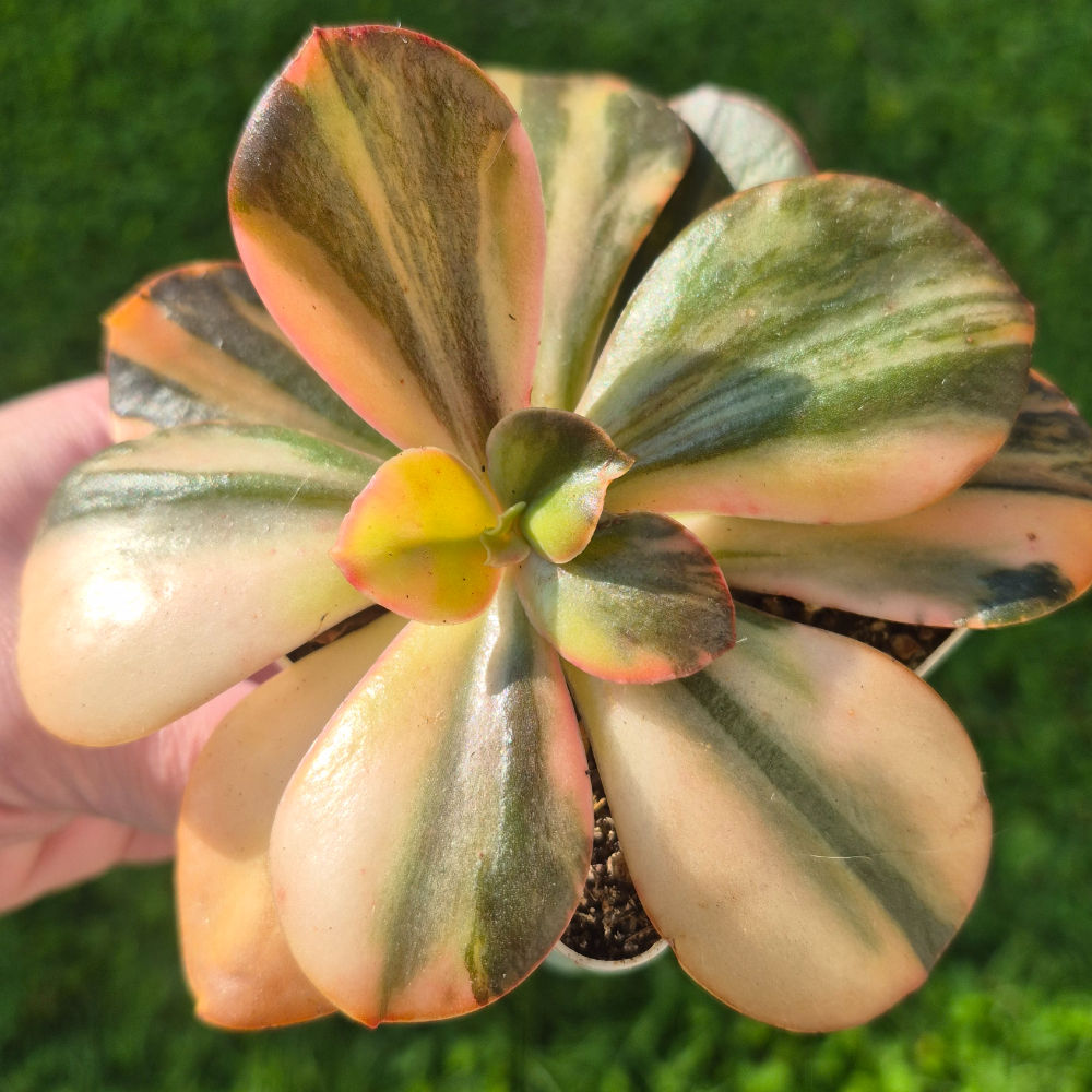 Echeveria-Prima Donna