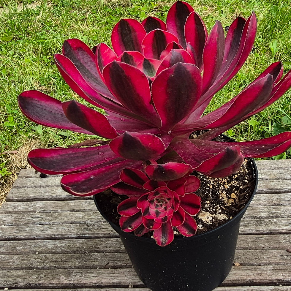 Miniature : Aeonium-New Alice