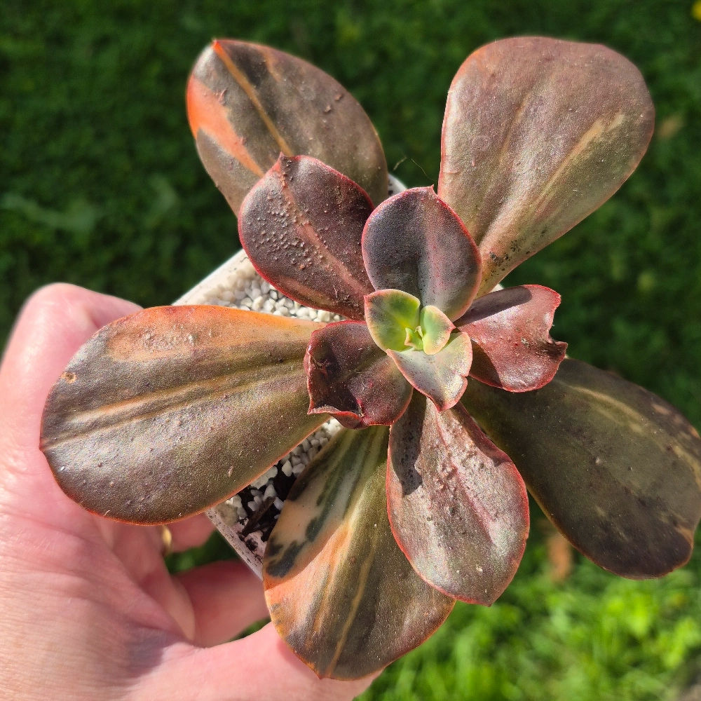 Echeveria-Prima Donna