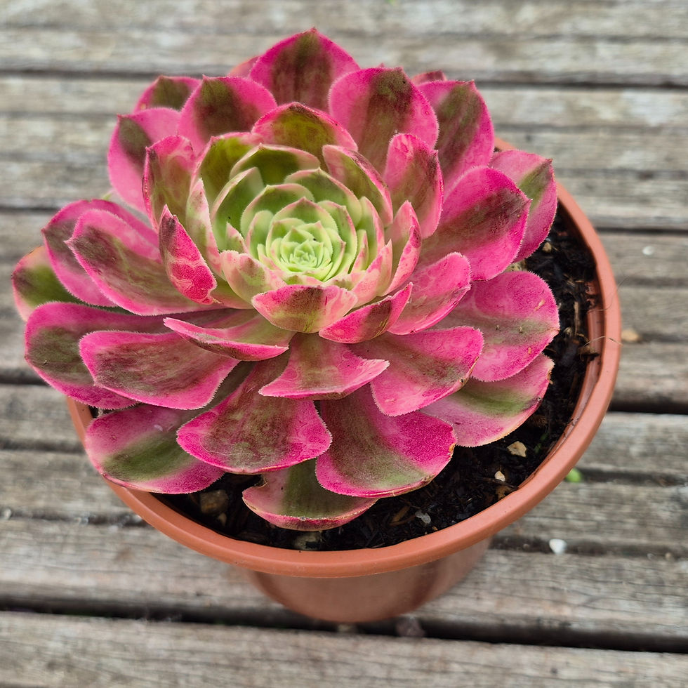 Miniature : Aeonium-Jade hibiscus