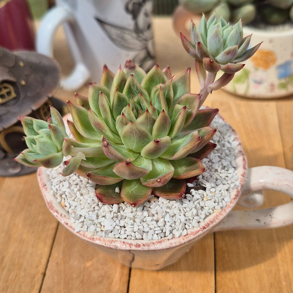 Miniature : Echeveria-Fervent Desert