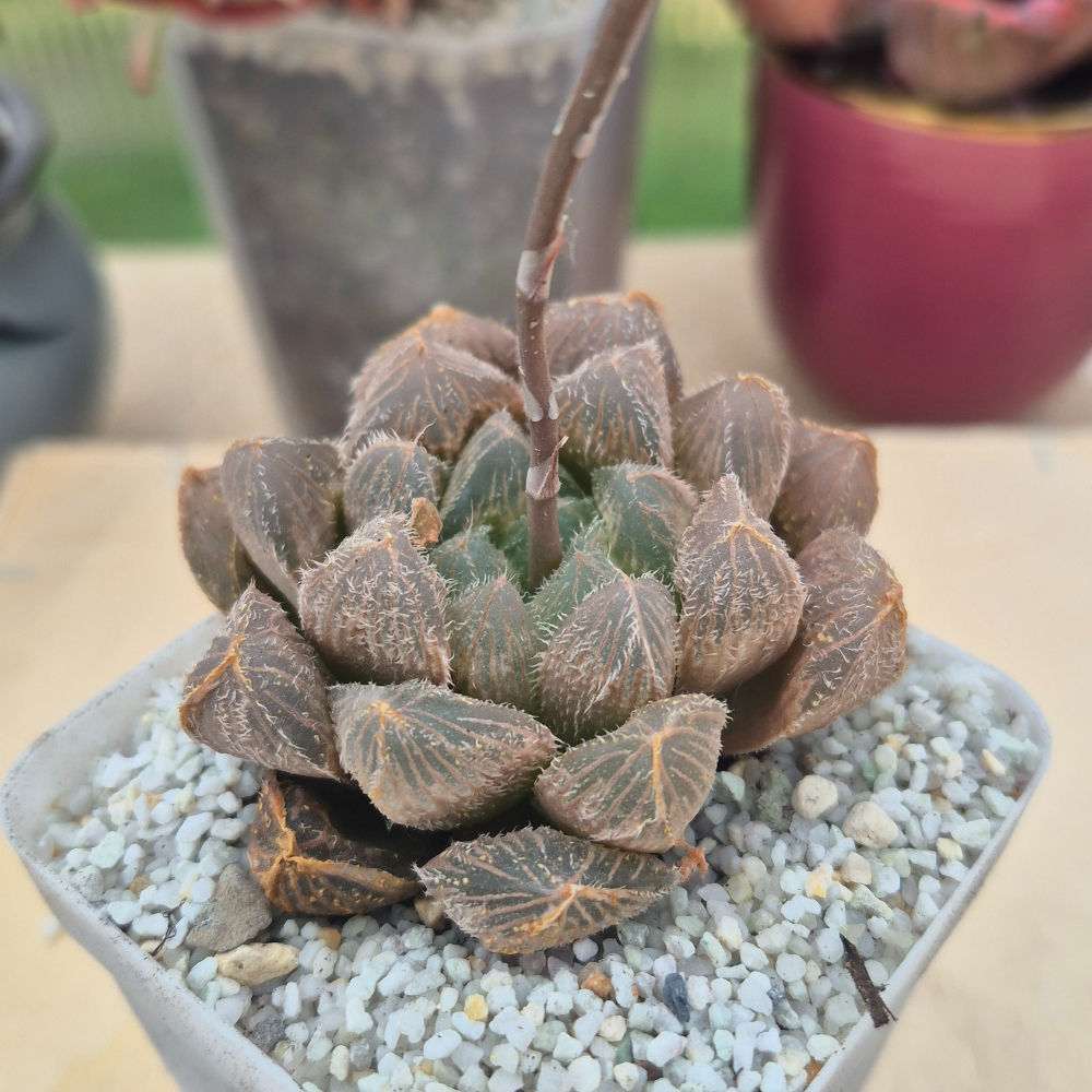 Haworthia SPP