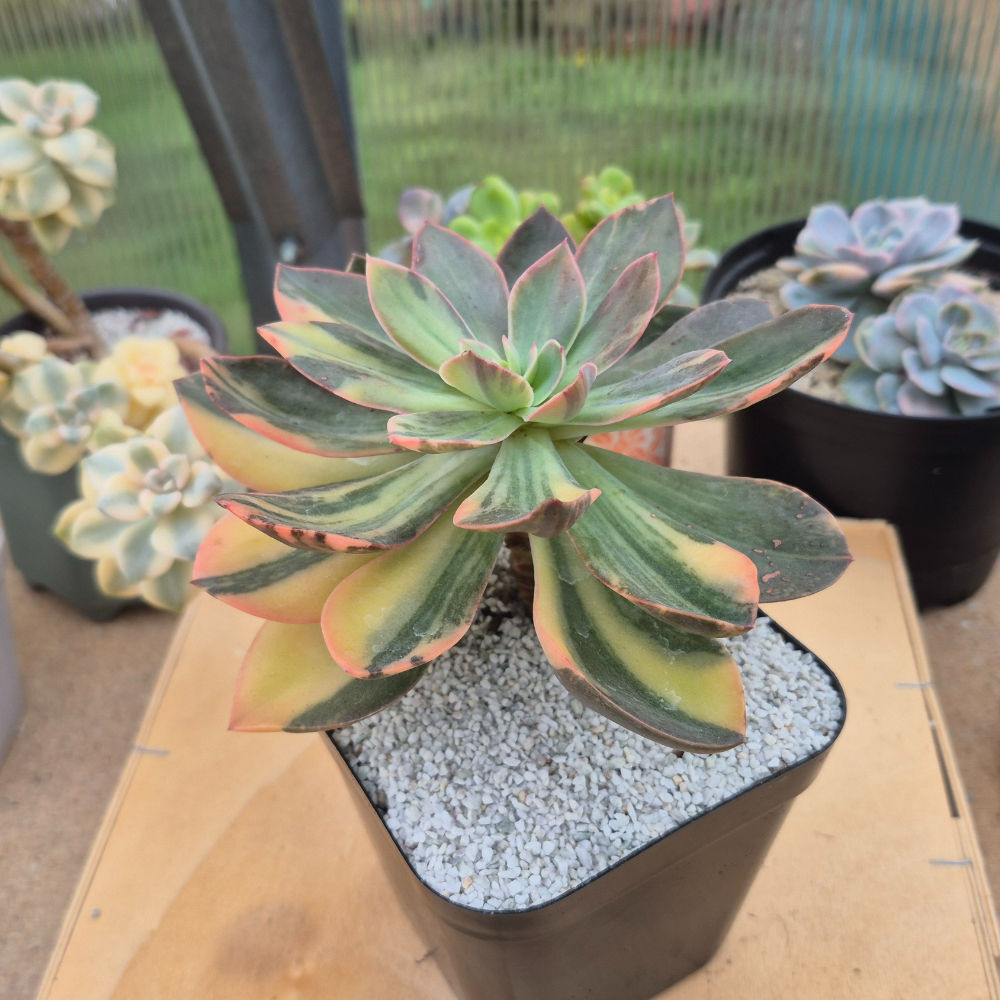 Echeveria - Hanaikada