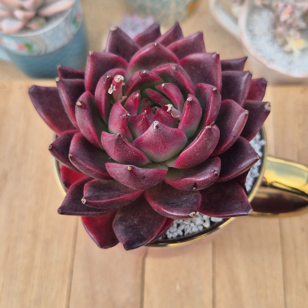 Miniature : Echeveria-Cranberry