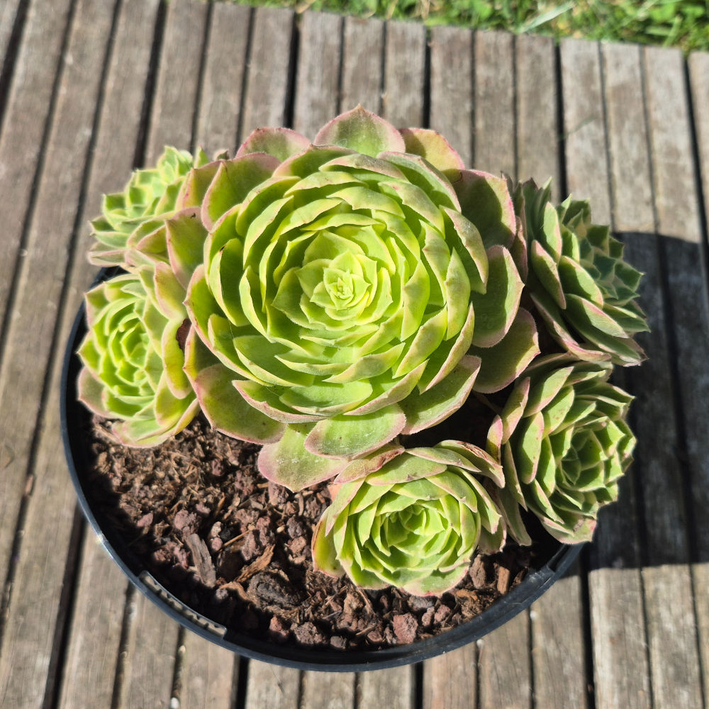 Aeonium-Water Peach