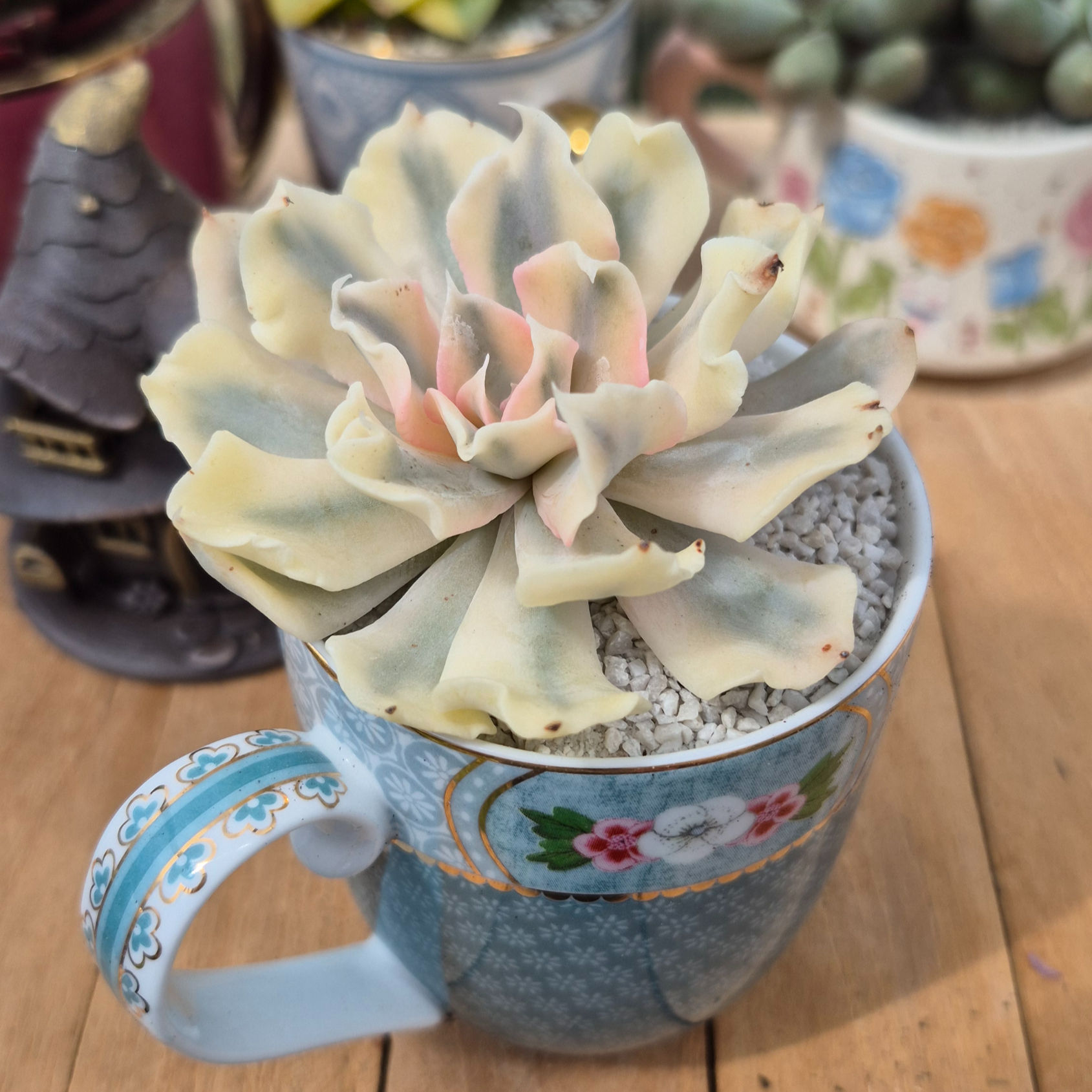 Echeveria-Saffron