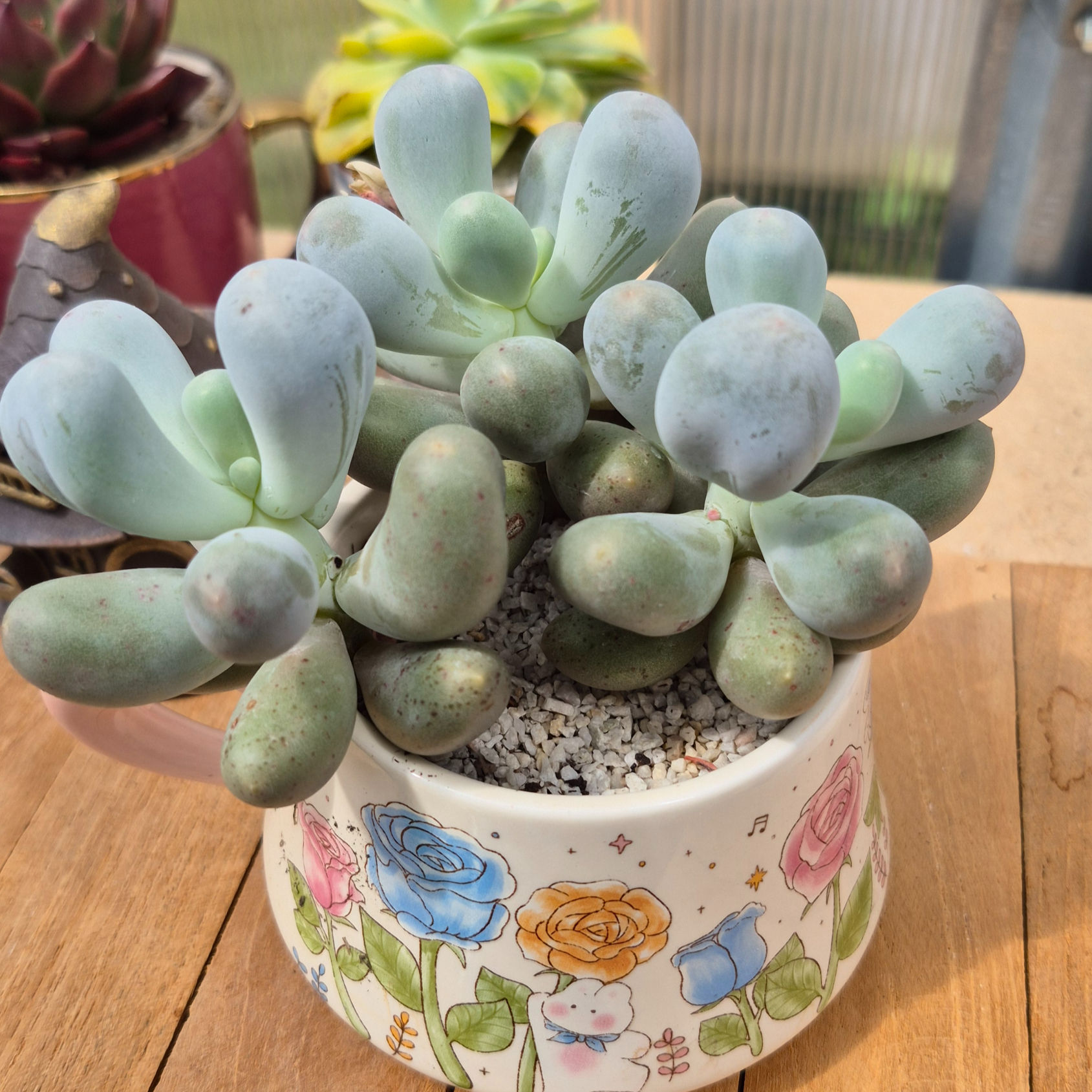 Pachyphytum-Mica cheese