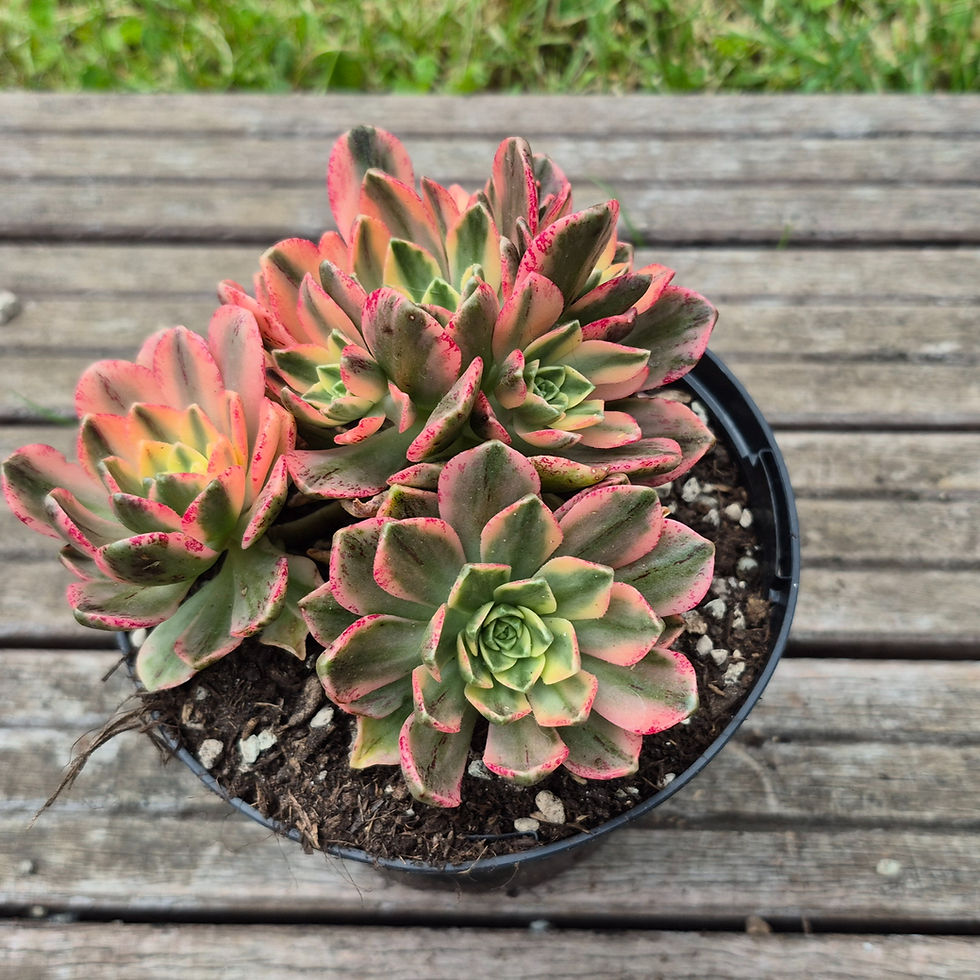 Miniature : Aeonium-Green Tea varigated