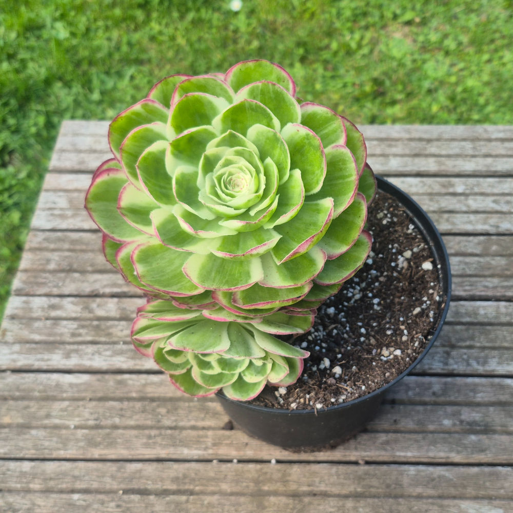 Aeonium-Halloween Moonlight