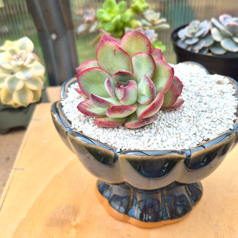 Miniature : Echeveria Chubby Bunny triple