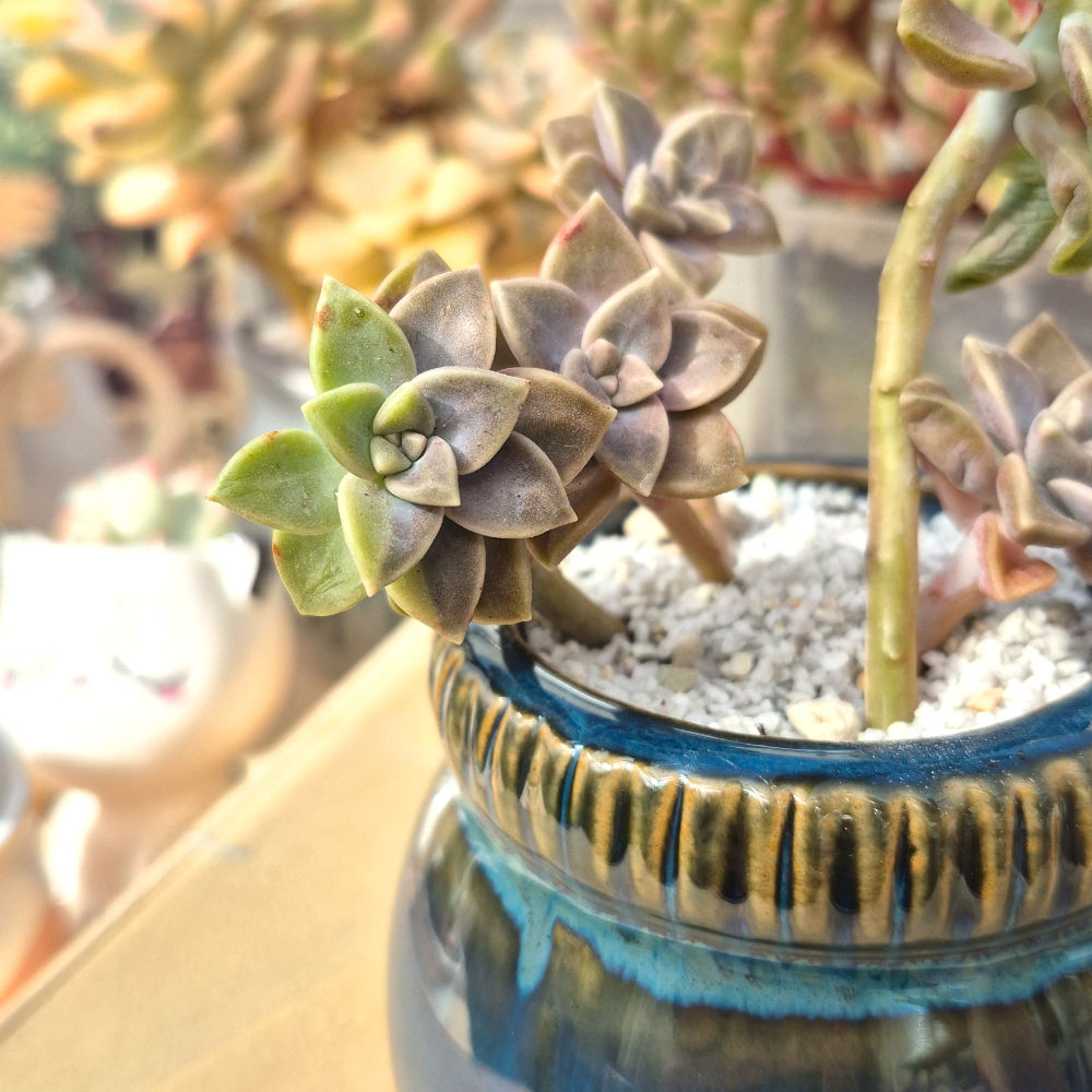 Graptopetalum -Bernalense variegata