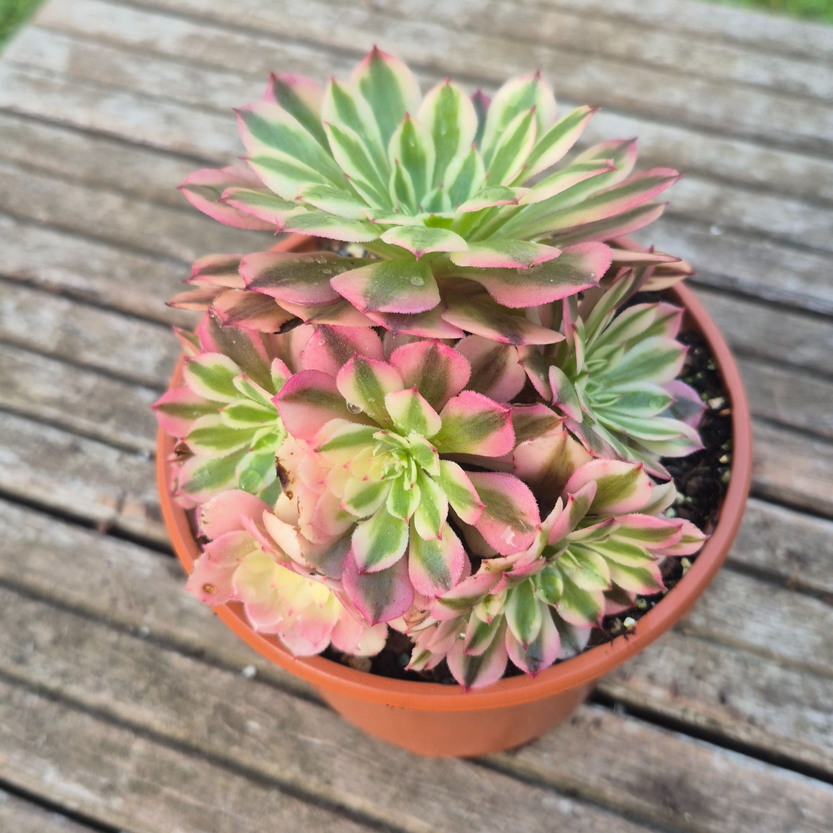 Aeonium-Pink Zwartkin