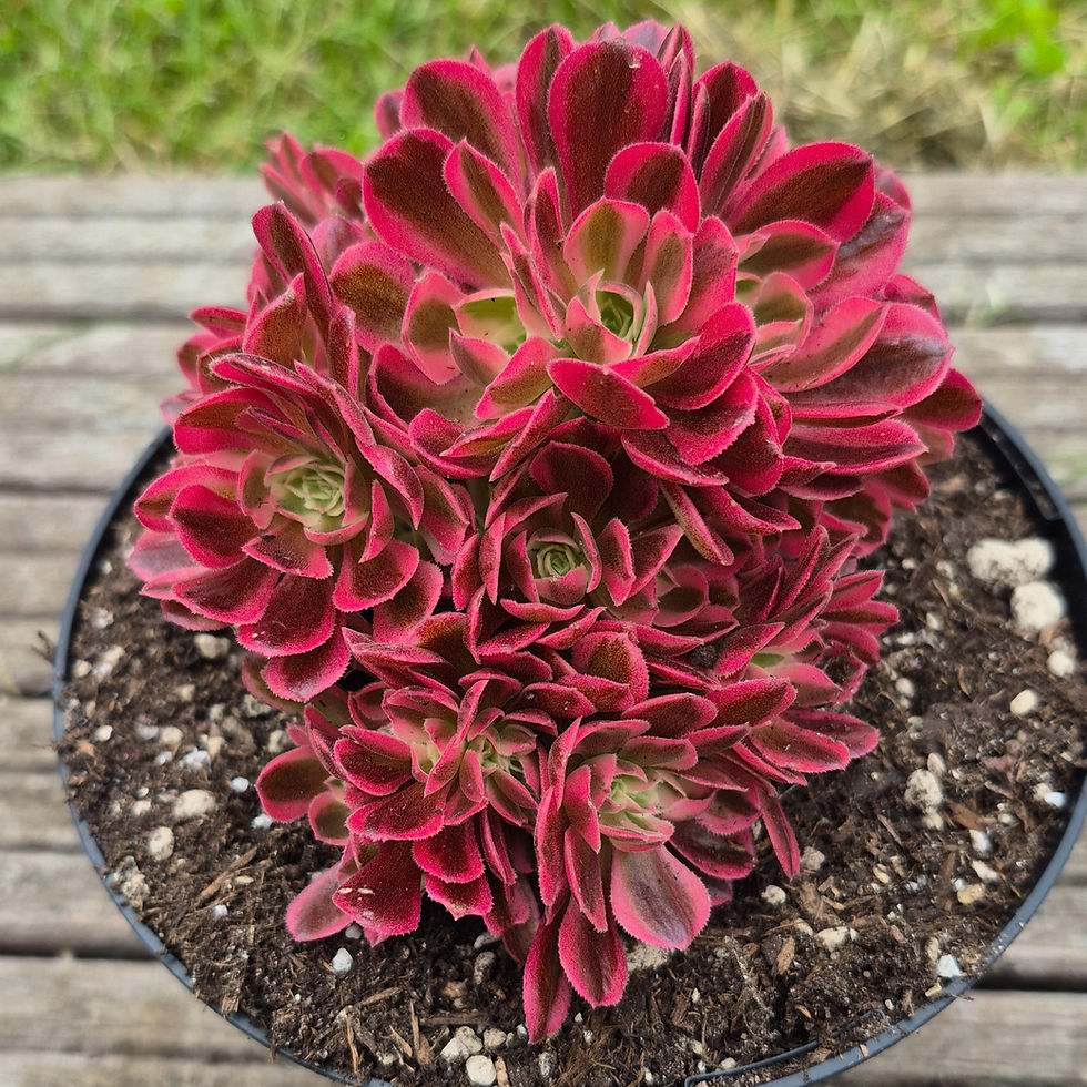 Miniature : Aeonium-Cristé Pink Witch