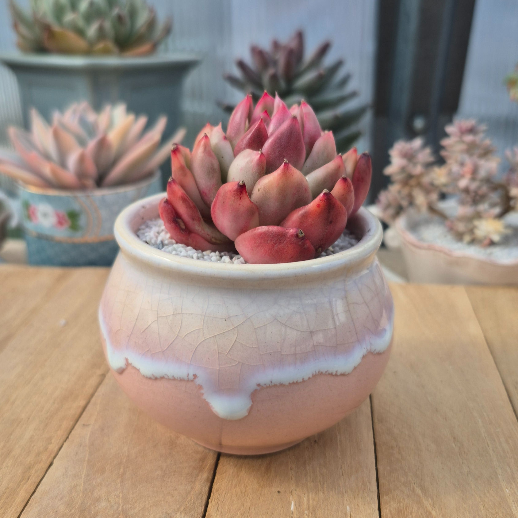 Pot à succulente rose