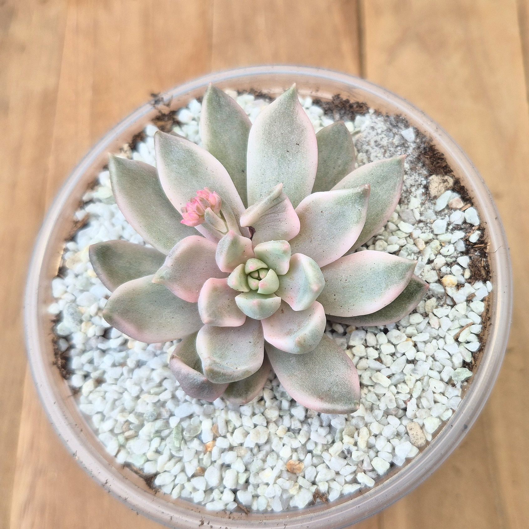 Echeveria-Blue moon varigated