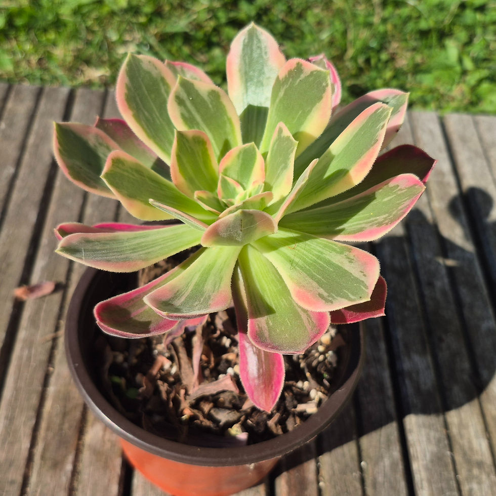 Miniature : Aeonium-Pink witch silk