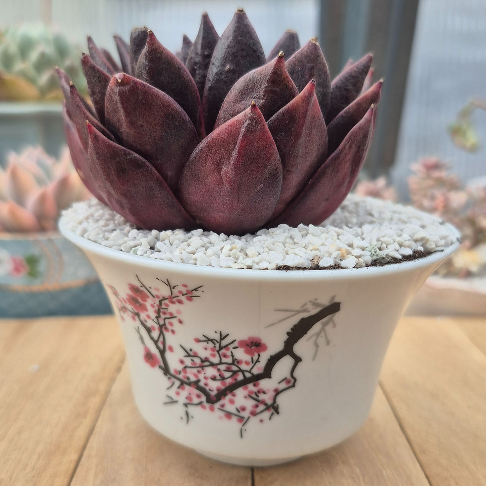 Miniature : Echeveria-Black plum