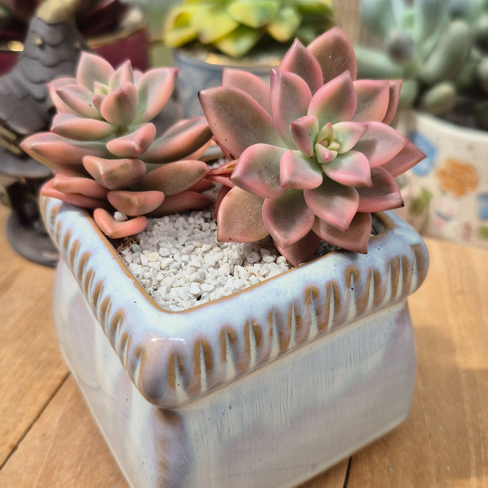 Miniature : Graptopetalum-Armantz