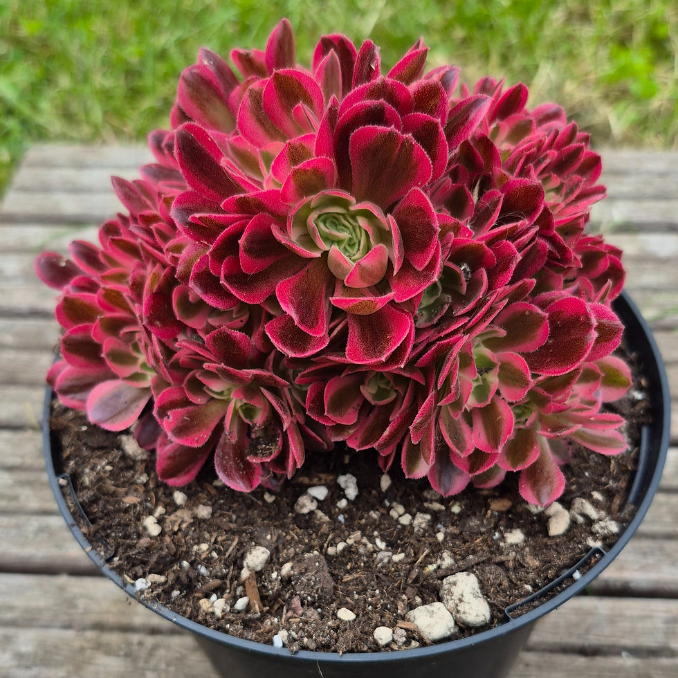 Miniature : Aeonium-Cristé Pink Witch