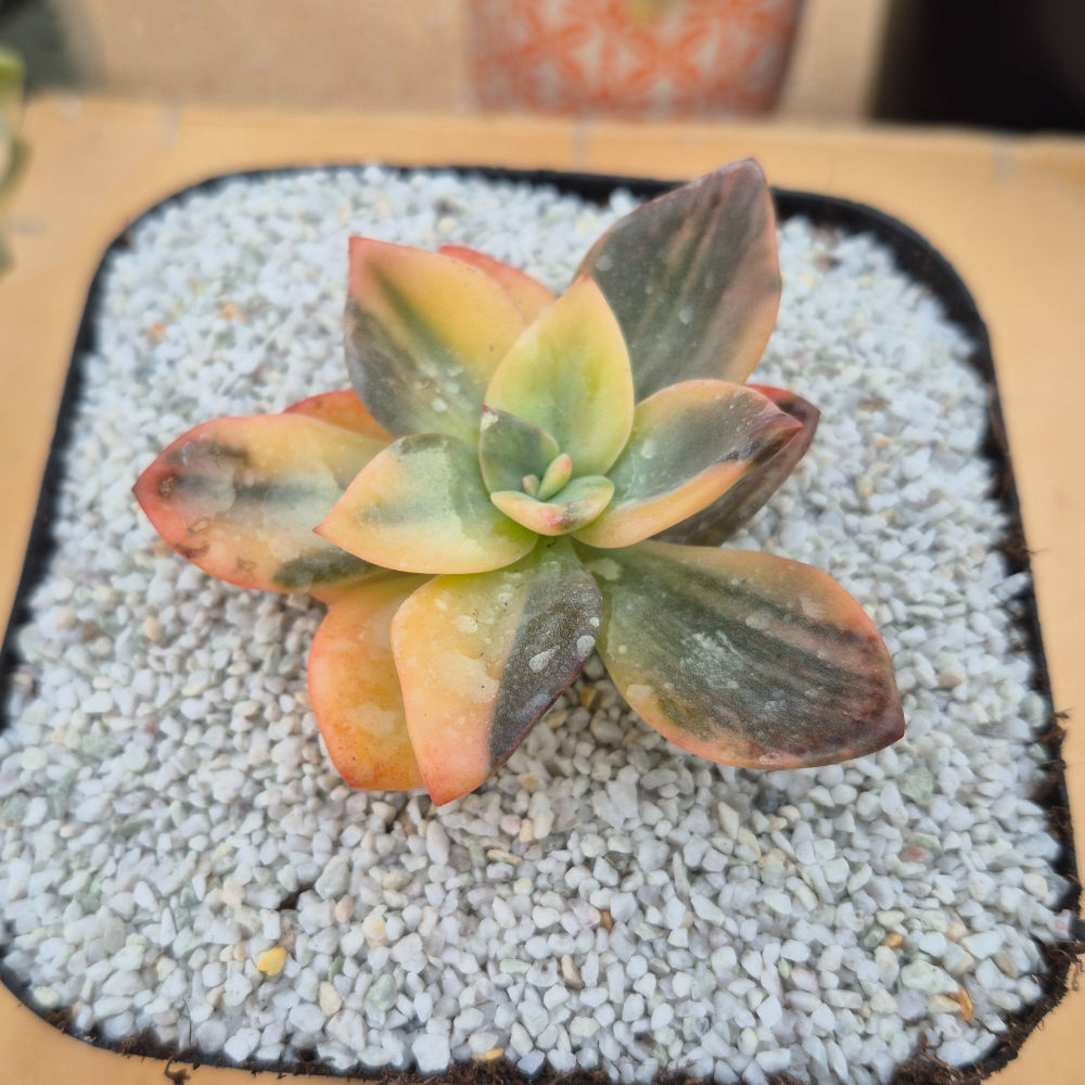 Graptopetalum-Baneisii varigated