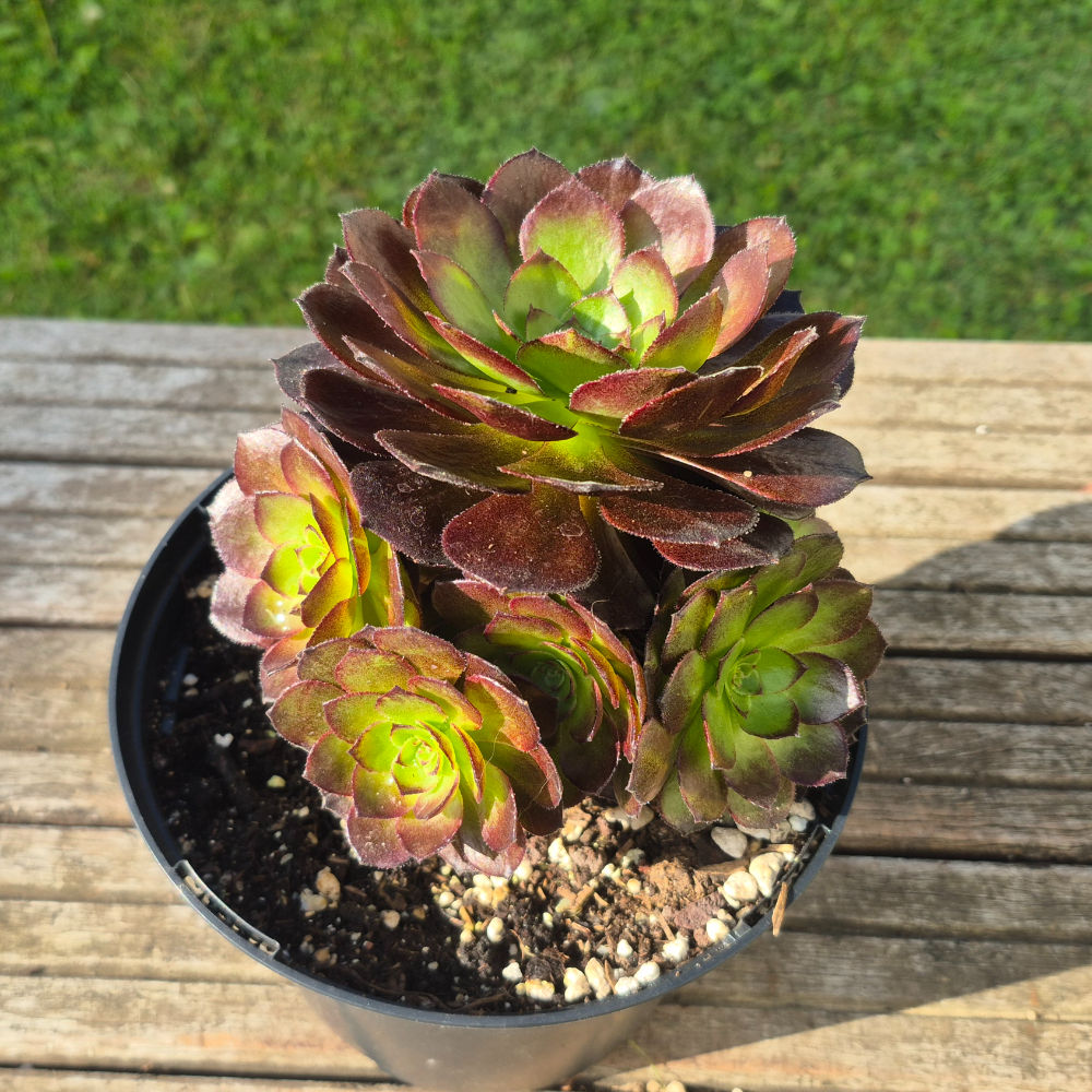Aeonium-Black Halloween