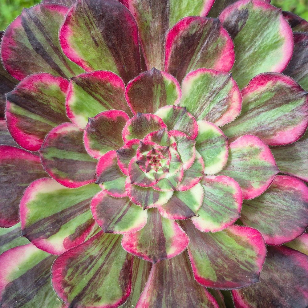 Aeonium-Straight flush