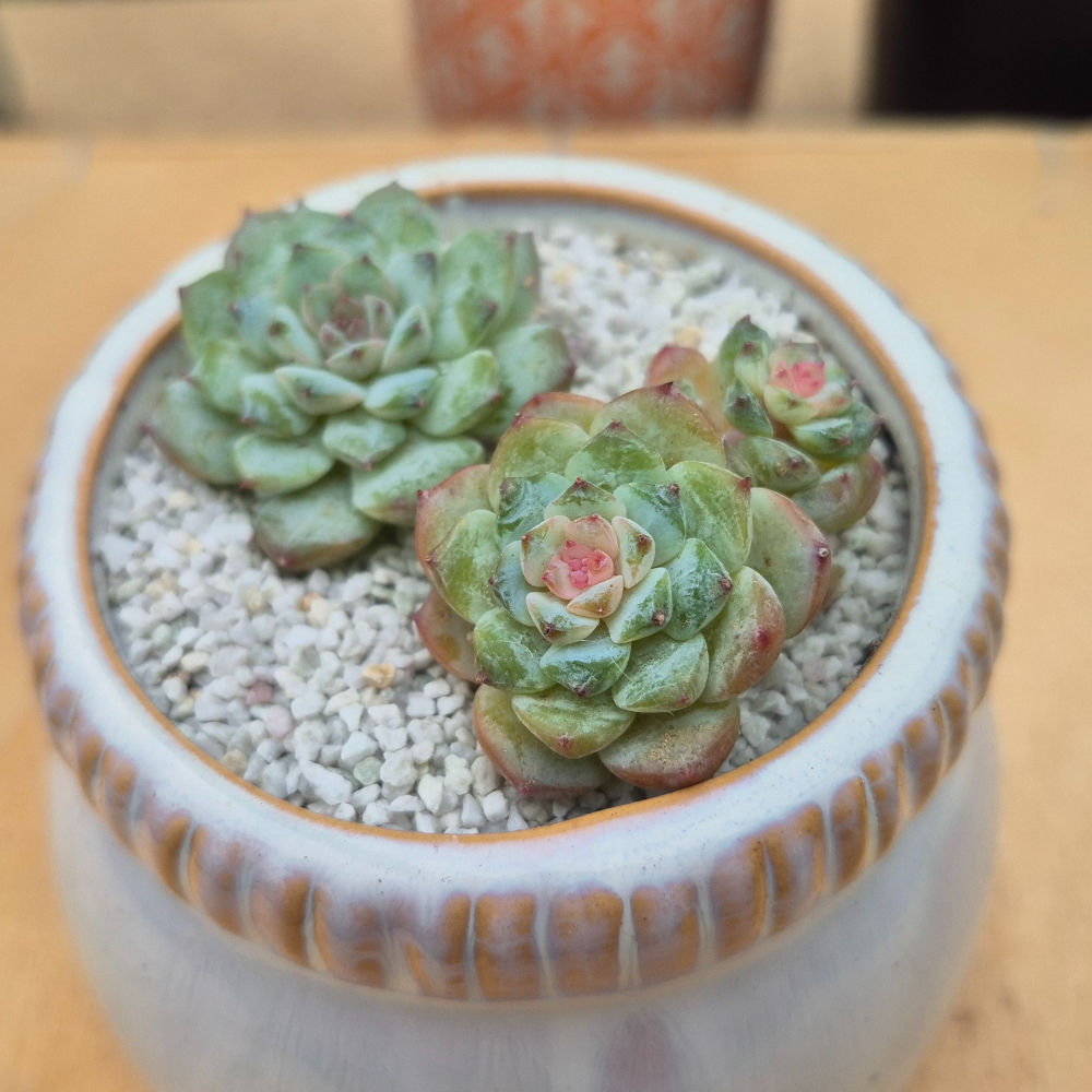 Echeveria Strawberry jam