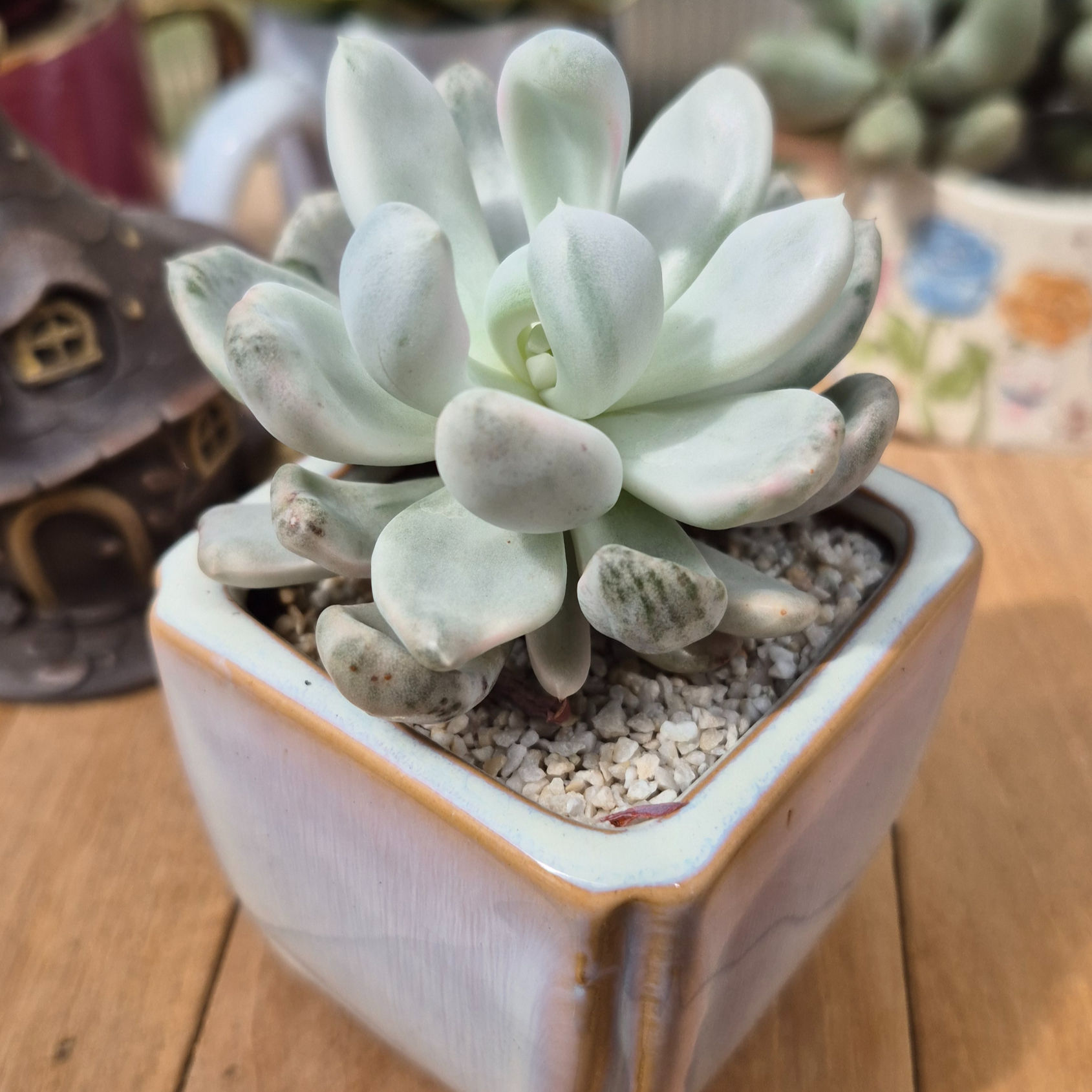 Pachyphytum-Roly Poly