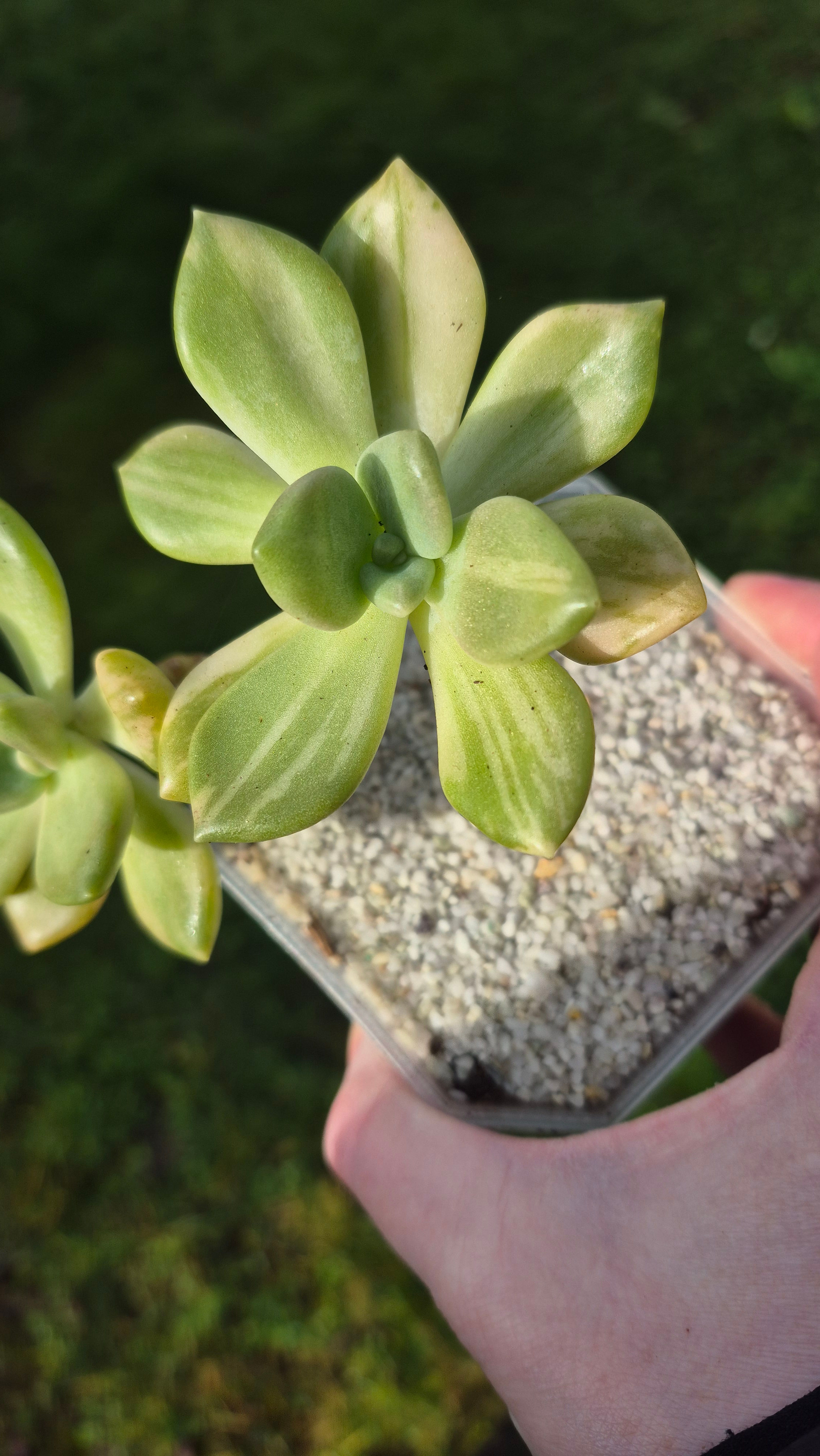 Pachyveria Gyeonban Mliin variegated