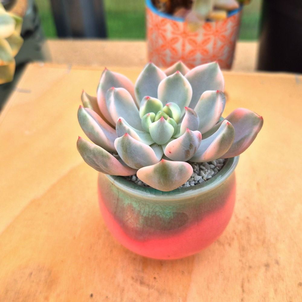 Echeveria Pretty in Pink varigated