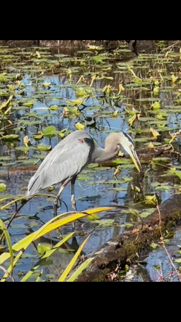 Blue Heron