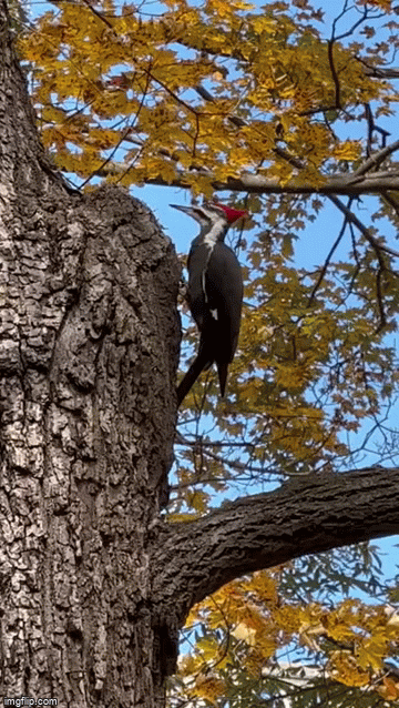 Pileated woodpecker videos