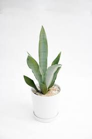 Miniatura: Sanseveria
