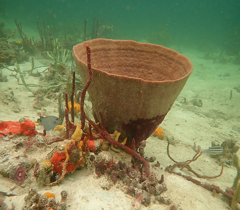1. Vase sponge (Ircinia campana) 5.jpg