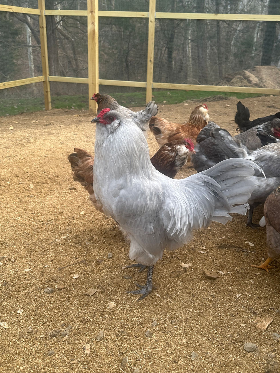 Thumbnail: Ameracauna (Lavender Split) - Chicks