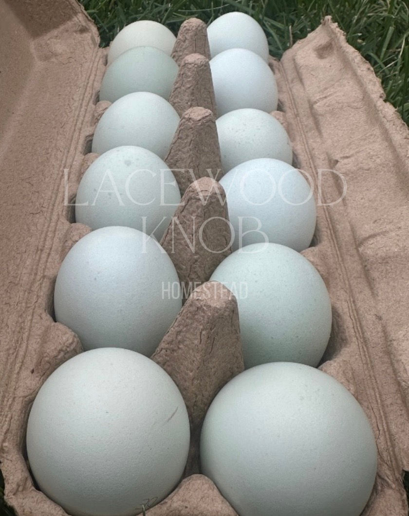 Thumbnail: Ameracauna (Lavender Split) - Chicks