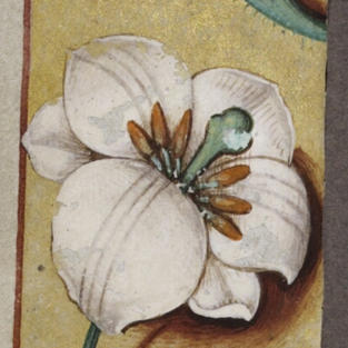 Exemplar for lilly 1