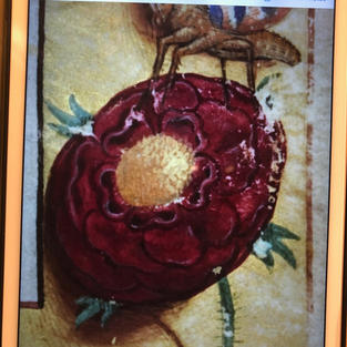 Exemplar for rose 2