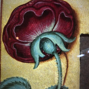 Closeup of rose exemplar 1