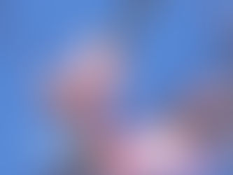 神代曙が咲き始めています♪