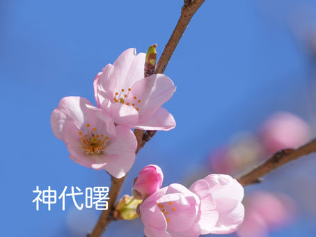 神代曙が咲き始めています♪