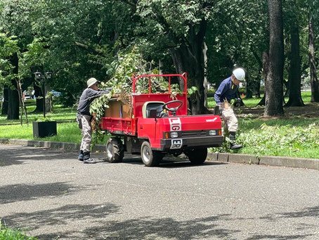 今日も胴ぶき&徒長枝除去に奮闘しました♪  &看板直しも♪