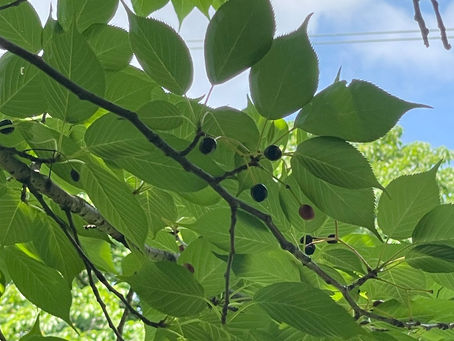 種を採りました〜桜と菜の花と諸葛菜